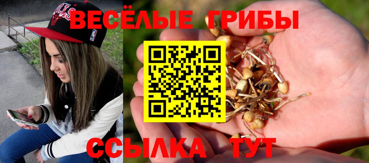 Кимры  Галлюциногенные грибы Cubensis  Вход с VPN 